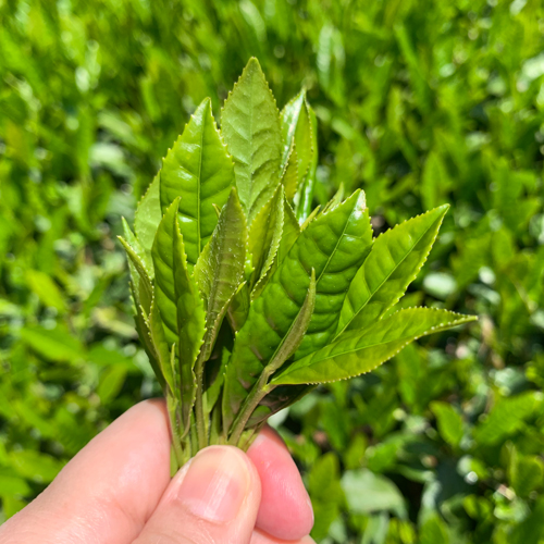 韓茶講座